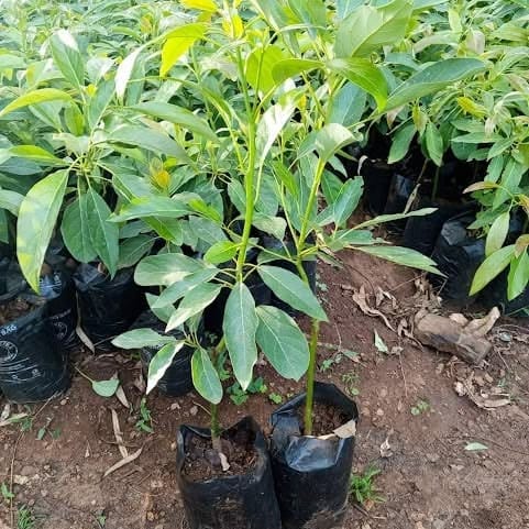 এবোকাডো