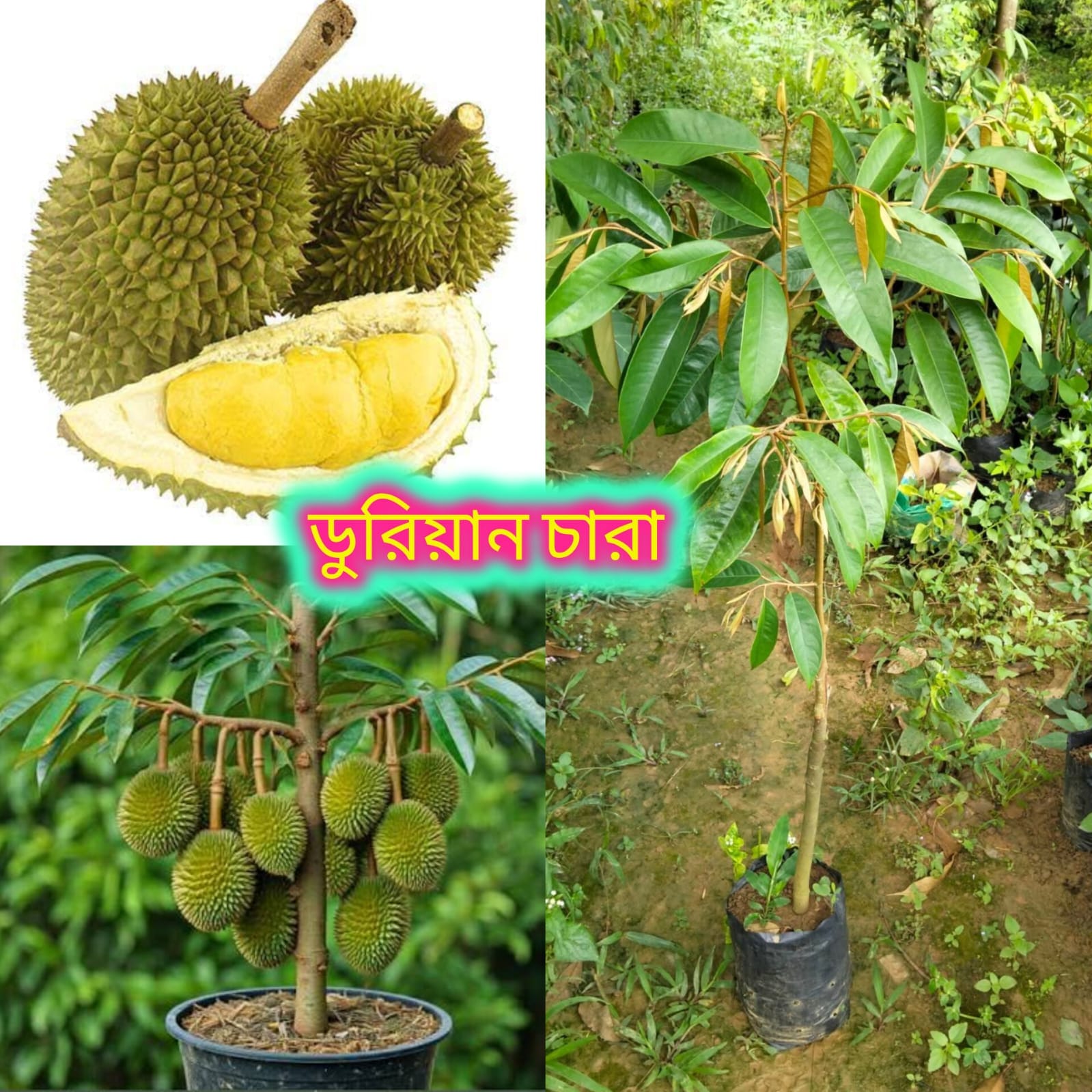 মালেশিয়ান ডুরিয়ান