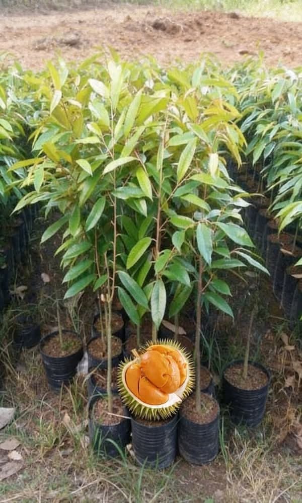 ডুরিয়ান