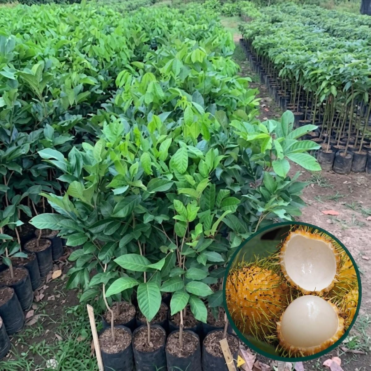 রাম্বুটান