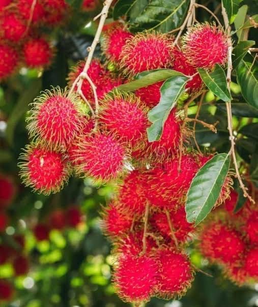 লাল রাম্বুটান