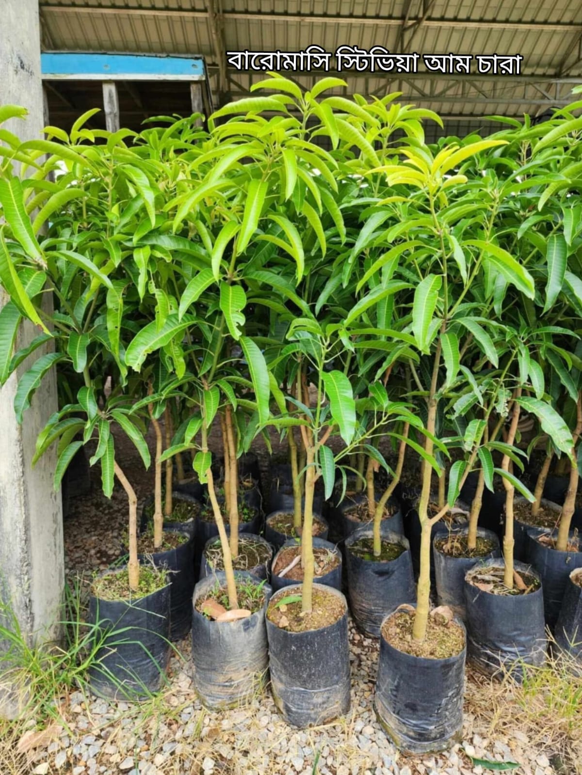 বারোমাসি স্টিভিয়া আম