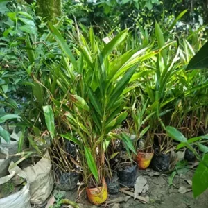 ৩ পিচ এলাচ ও ১ পিচ কমলা চারা