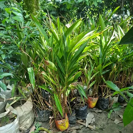 উন্নত জাতের এলাচ চারা