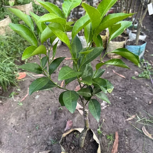 মিষ্টি কমলা চারা