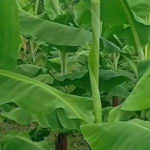 ২৫ পিস চারা